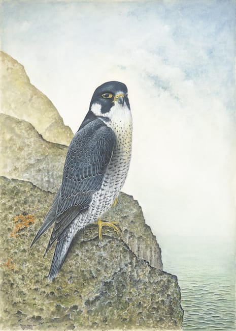 Roy Aplin - Dartford Warbler painting